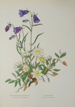 Alpen-Aster, Scheuchzers Glockenblume,... kolorierter Holzschnitt, alter Druck aus dem Jahr 1954